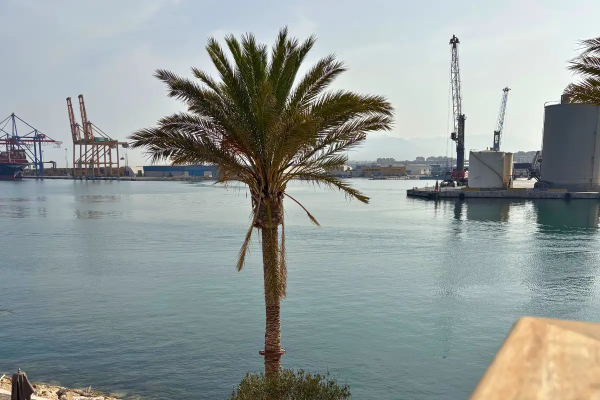 Palm tree framing Malaga port cranes seen from La Terraza Surfera